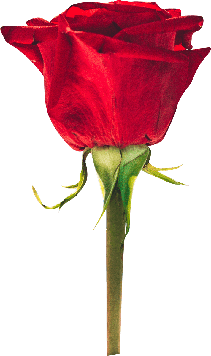 Red Rose PNG